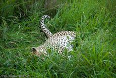 leopard (20 von 60).jpg